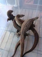 1.2 Varanus acanthurus, Dieren en Toebehoren, Hagedis