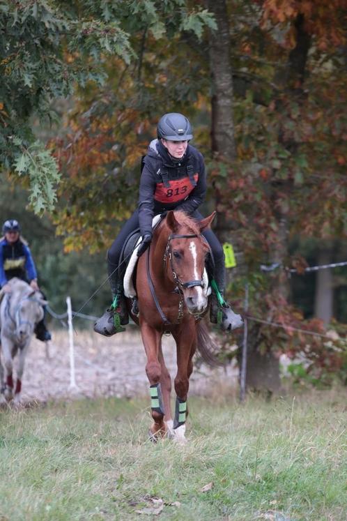 doorrijden van (probleem)paarden, Dieren en Toebehoren, Paarden
