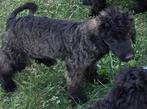 Prachtige dwergpoedeltjes, Dieren en Toebehoren, Honden | Chihuahua's en Gezelschapshonden, Poedel, België, 8 tot 15 weken, CDV (hondenziekte)