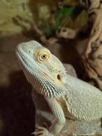 Baardagaam mannetje van 18 maand, Hagedis, Met terrarium, 0 tot 2 jaar