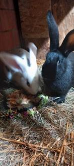 Reuze vlinder moer, Femelle, Grand, 0 à 2 ans