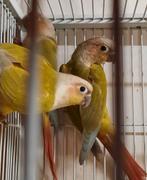 3 jeunes males conures molinae epp, Animaux & Accessoires