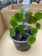 Pannenkoekenplant, Huis en Inrichting, Overige soorten, Minder dan 100 cm, Ophalen, Groene kamerplant