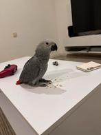 Tamme jonge Grijze roodstaart papegaai met grote kooi, Dieren en Toebehoren, Vogels | Parkieten en Papegaaien, Papegaai, Tam