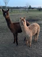 Alpaca hengstveulen, Mannelijk