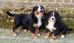 Berner Sennen pups, Dieren en Toebehoren, België, Fokker | Hobbymatig, Overige rassen, 8 tot 15 weken