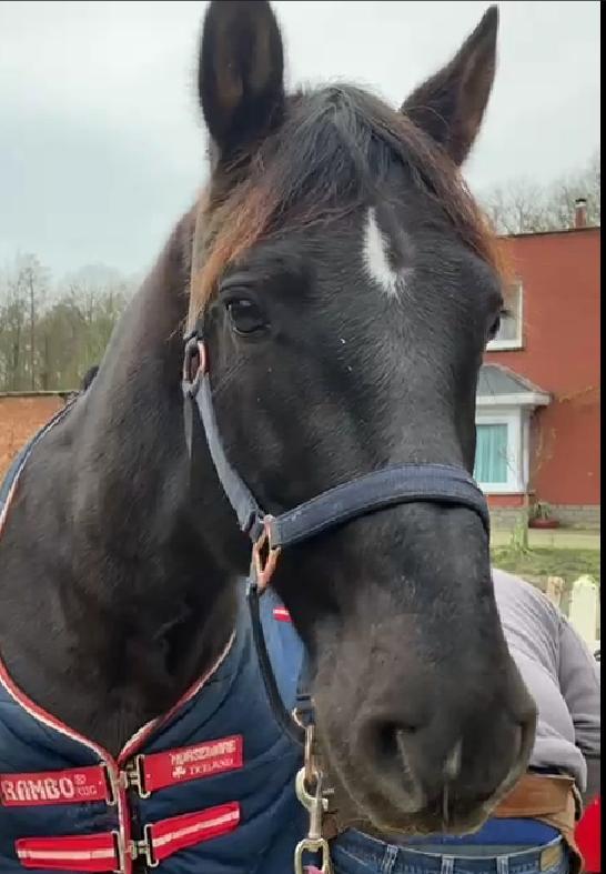 PRE ruin – 12 jaar – 1m64 – robuust – inclusief Carta, Animaux & Accessoires, Chevaux, Hongre, L, 160 à 165 cm, 11 ans ou plus