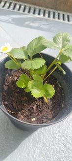 Fraisier non remontant adulte, Tuin en Terras, Planten | Tuinplanten, Ophalen of Verzenden