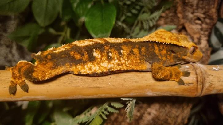 Wimpergekko crested gecko, Dieren en Toebehoren, Reptielen en Amfibieën