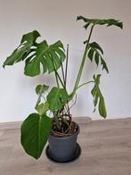 Monstera, Maison & Meubles, Plantes d'intérieur, En pot, Plante verte, Enlèvement, 100 à 150 cm