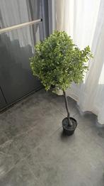 Nepplant, Groene kamerplant, Ophalen of Verzenden, Overige soorten, Minder dan 100 cm