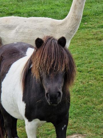 Pony merrie Marieke beschikbaar voor biedingen