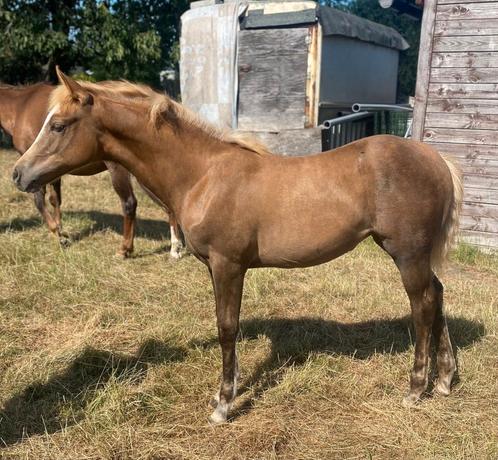 Merrieveulen GP A SPOOK IN TOWN, Dieren en Toebehoren, Paarden