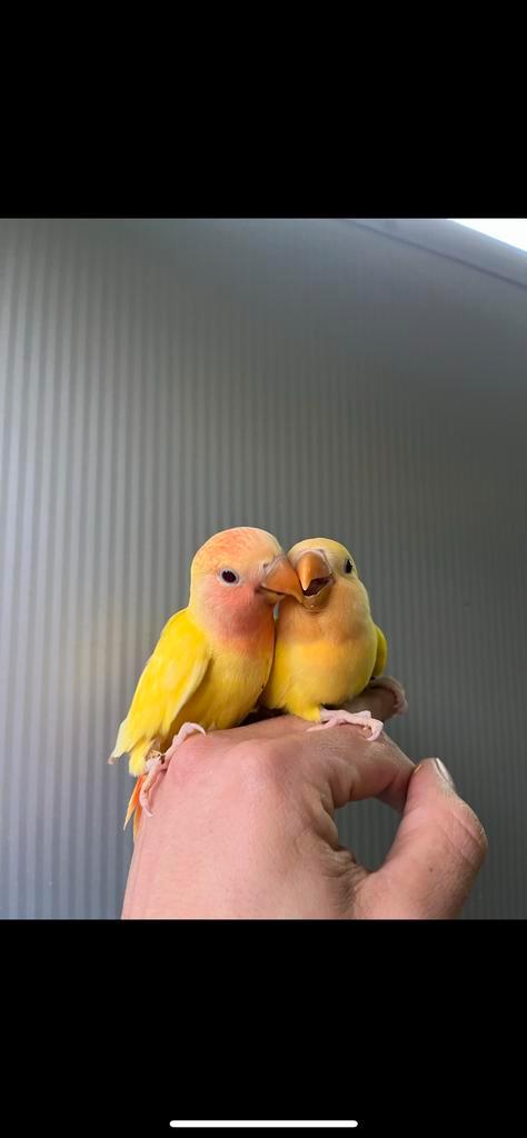 Baby dwergpapegaaien, Dieren en Toebehoren, Vogels | Parkieten en Papegaaien, Dwergpapegaai of Agapornis, Geslacht onbekend, Tam
