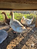 Eenden, Animaux & Accessoires, Oiseaux | Oiseaux Autre, Plusieurs animaux