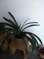 Clivia, Huis en Inrichting, Kamerplanten, Overige soorten, Minder dan 100 cm, Bloeiende kamerplant, Ophalen