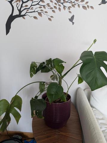 Monstera  beschikbaar voor biedingen