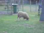 2 schaapjes, Vrouwelijk, Schaap, 0 tot 2 jaar