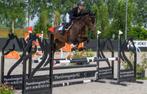 4 jarig springpaard, Ruin, Springpaard