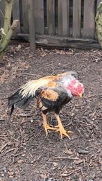 Cou nu malgache (O'shamo), Animaux & Accessoires