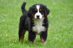 Berner Sennen pup te koop - teefje, CDV (hondenziekte), Teef, 8 tot 15 weken, Sennenhond