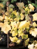 Klimop of Hedera 'Buttercup' en andere, Ophalen, Vaste plant, Bodembedekkers, Halfschaduw