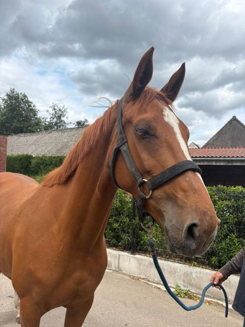 6-jarige merrie met springpapieren te koop, Dieren en Toebehoren, Paarden, Merrie, Zadelmak, 170 tot 175 cm, 3 tot 6 jaar, Met stamboom