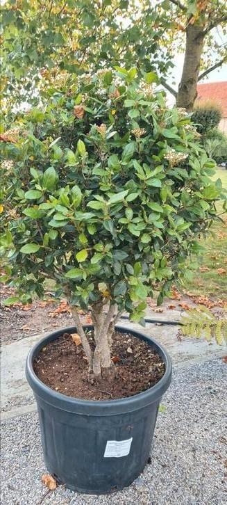 Viburnum Tinus meerstam  beschikbaar voor biedingen