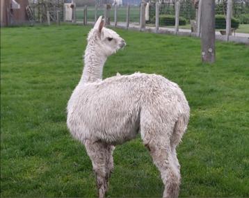 Alpaca's  beschikbaar voor biedingen