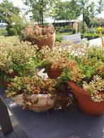 vetplantjes in terracottapotten van 2 tot 3 euro winterhard, Tuin en Terras, Planten | Tuinplanten, Ophalen
