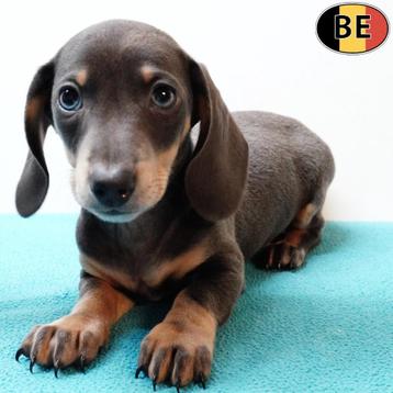 Teckel Kort & Langhaar - Belgische pups te koop beschikbaar voor biedingen