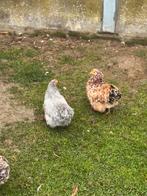 Cochin krielen 7 stuks, Dieren en Toebehoren, Pluimvee, Vrouwelijk, Kip