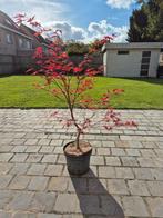 Acer palmatum - Prachtige Nicholsonii, Tuin en Terras, Ophalen