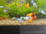 Gratis 3a4 blauwe platy mannetjes, Dieren en Toebehoren, Vissen | Aquariumvissen