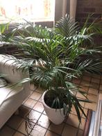 Plant, Tuin en Terras, Planten | Tuinplanten, Ophalen