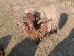 Drie ouessant rammen, Dieren en Toebehoren, Schapen, Geiten en Varkens