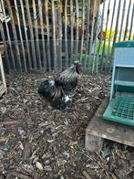 Zachtaardige zijdehoen haan van 1,5j oud, Dieren en Toebehoren, Mannelijk, Kip