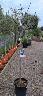 Vijgenboom Ficus Carica 'Brogiotto', Tuin en Terras, Ophalen, Vijgenboom