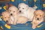 blonde labrador pups, beide ouders zijn hier aanwezig, Dieren en Toebehoren, Honden | Retrievers, Spaniëls en Waterhonden, België