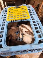 Vlees konijnen, Dieren en Toebehoren, Konijnen