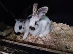 Vlinder konijnen, Dieren en Toebehoren, Konijnen, Mannelijk, Groot, 0 tot 2 jaar