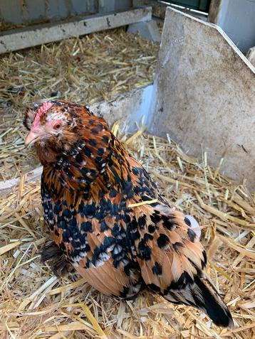 Oeufs fécondés de Barbu d’Uccle mille fleurs beschikbaar voor biedingen