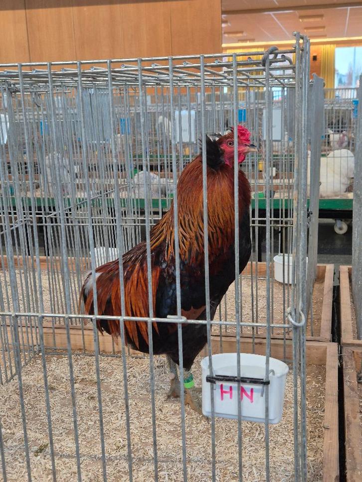 Araucana, Dieren en Toebehoren, Pluimvee, Kip, Mannelijk