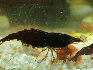 Black sakura garnalen neocaridina  beschikbaar voor biedingen