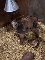 Geit met 3 lammetjes, Dieren en Toebehoren, Schapen, Geiten en Varkens, Geit