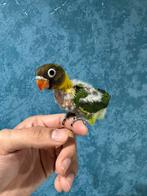 Agapornis bébé (EAM), Animaux & Accessoires