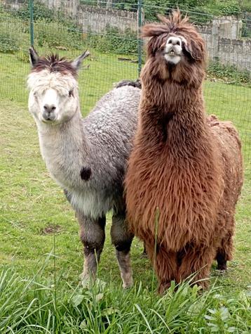 Alpaca 