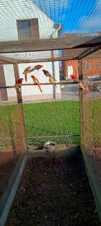 rosella, Dieren en Toebehoren, Meerdere dieren, Parkiet, Geringd