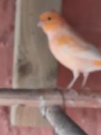 prachtige oranje kanarie pop, Dieren en Toebehoren, Vogels | Kanaries