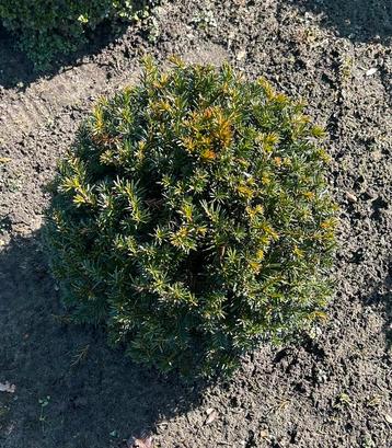 Taxus baccata bollen  beschikbaar voor biedingen
